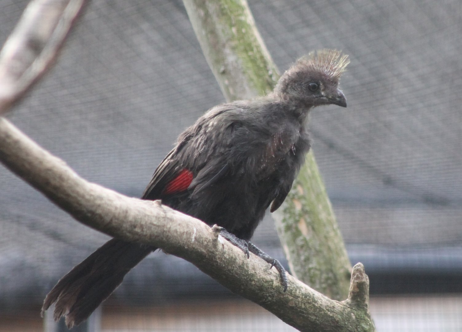 Green touraco - juvenile
