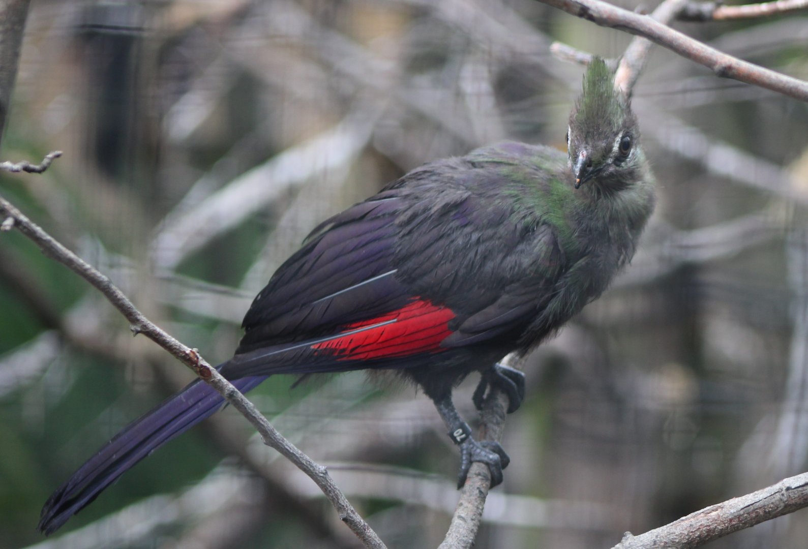 Green touraco - juvenile