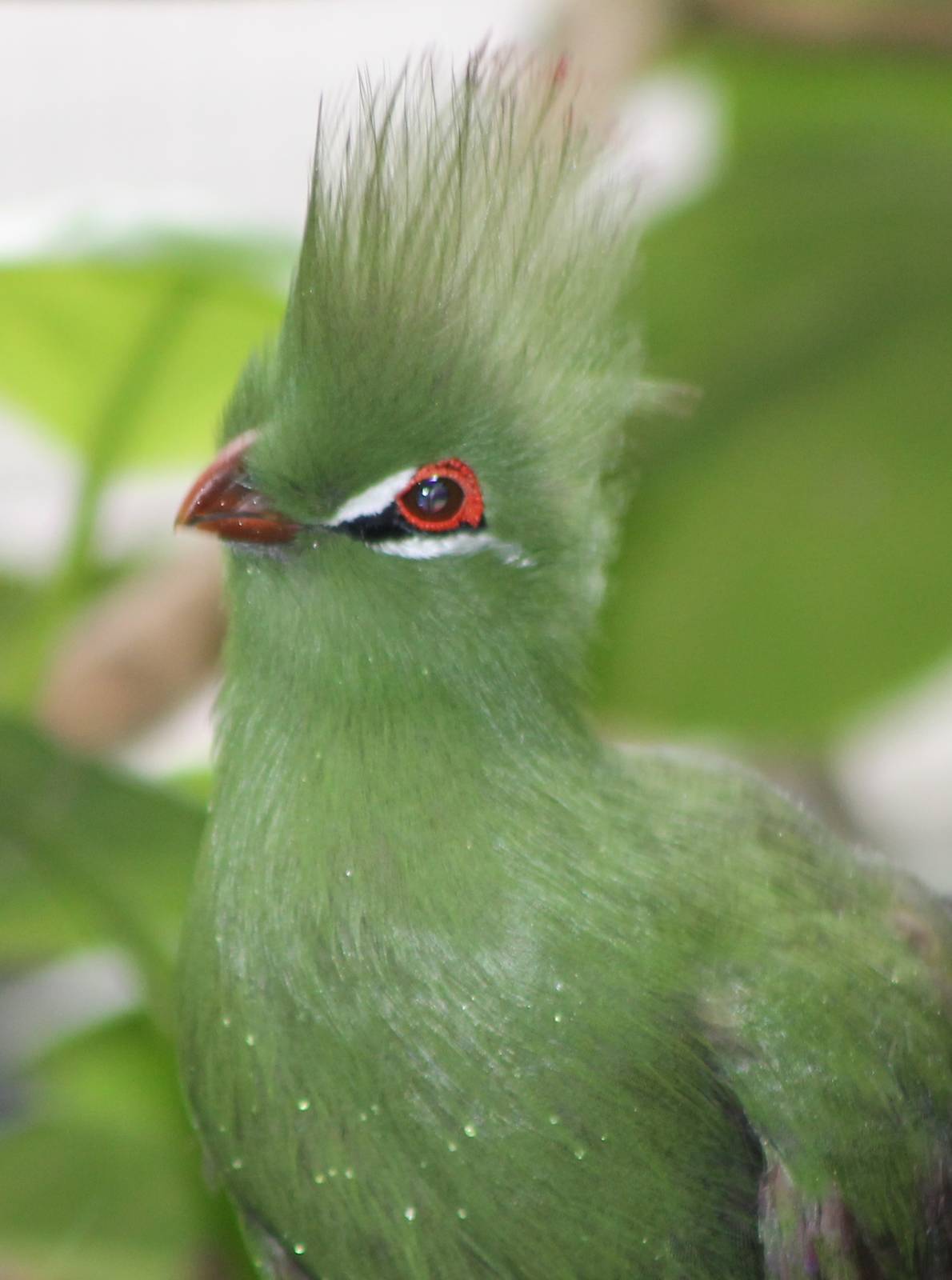 Green touraco