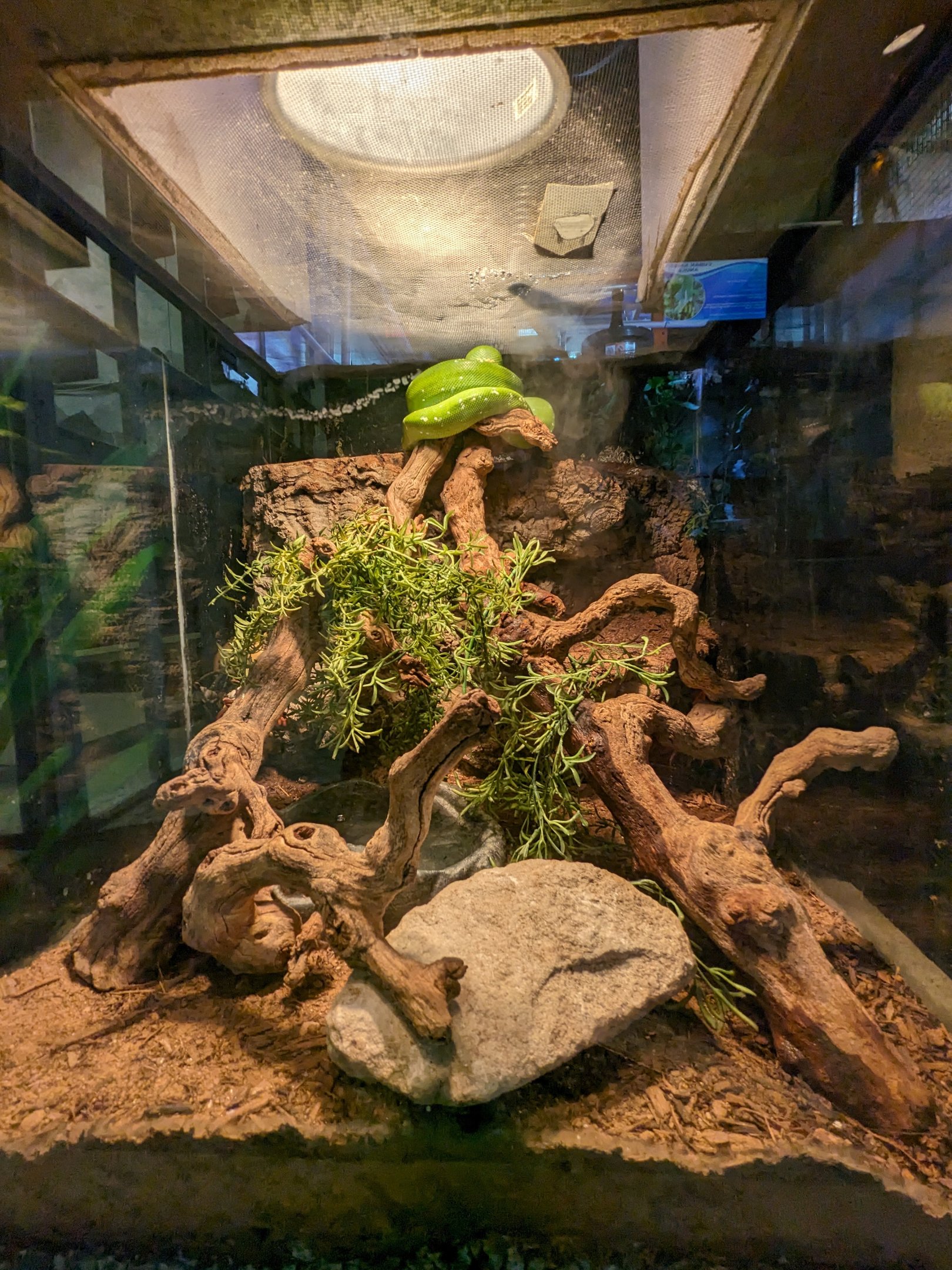 Green trea python