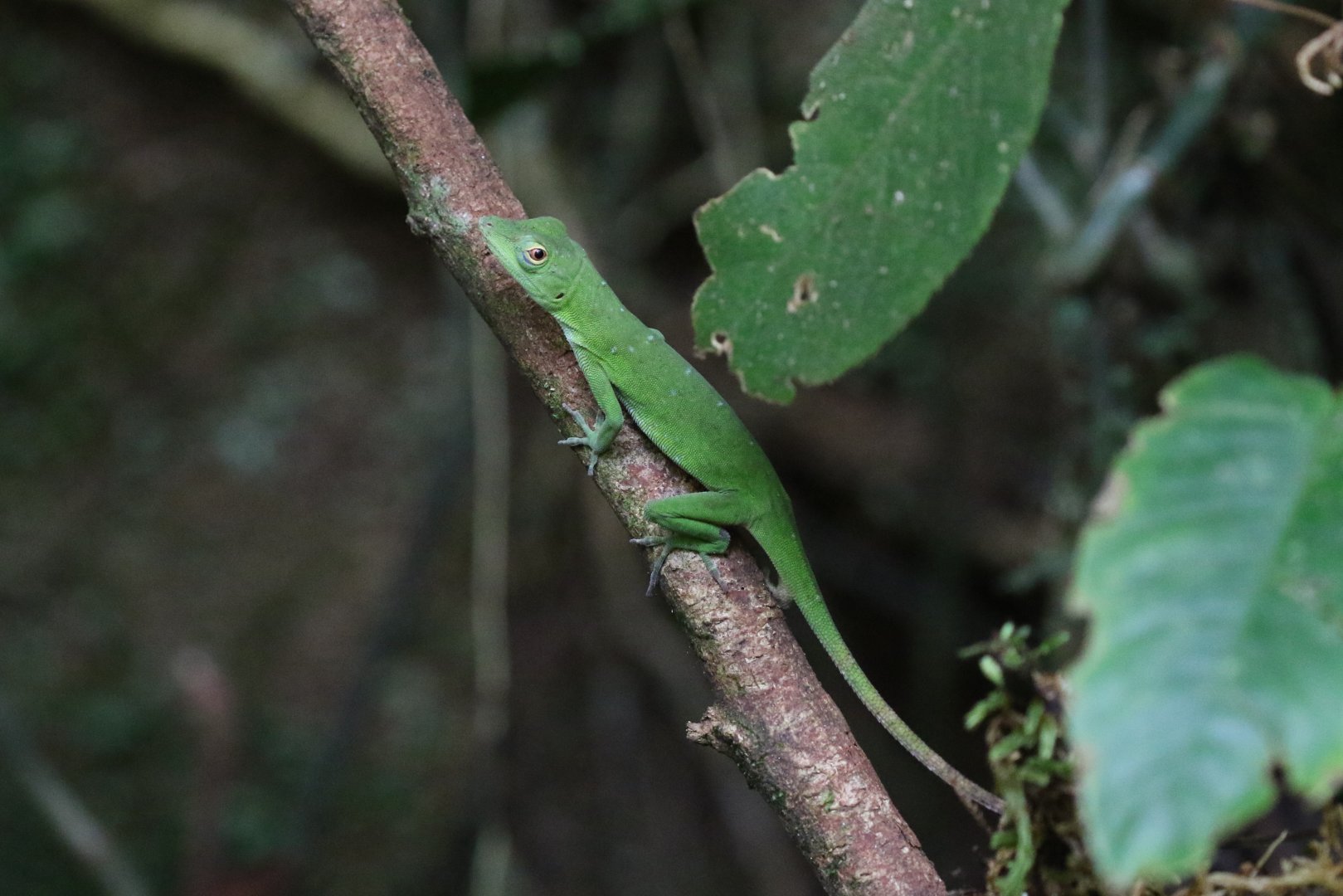 Green Tree Anole