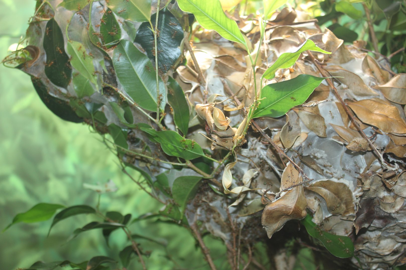 Green Tree Ant (Oecophylla smaragdina)