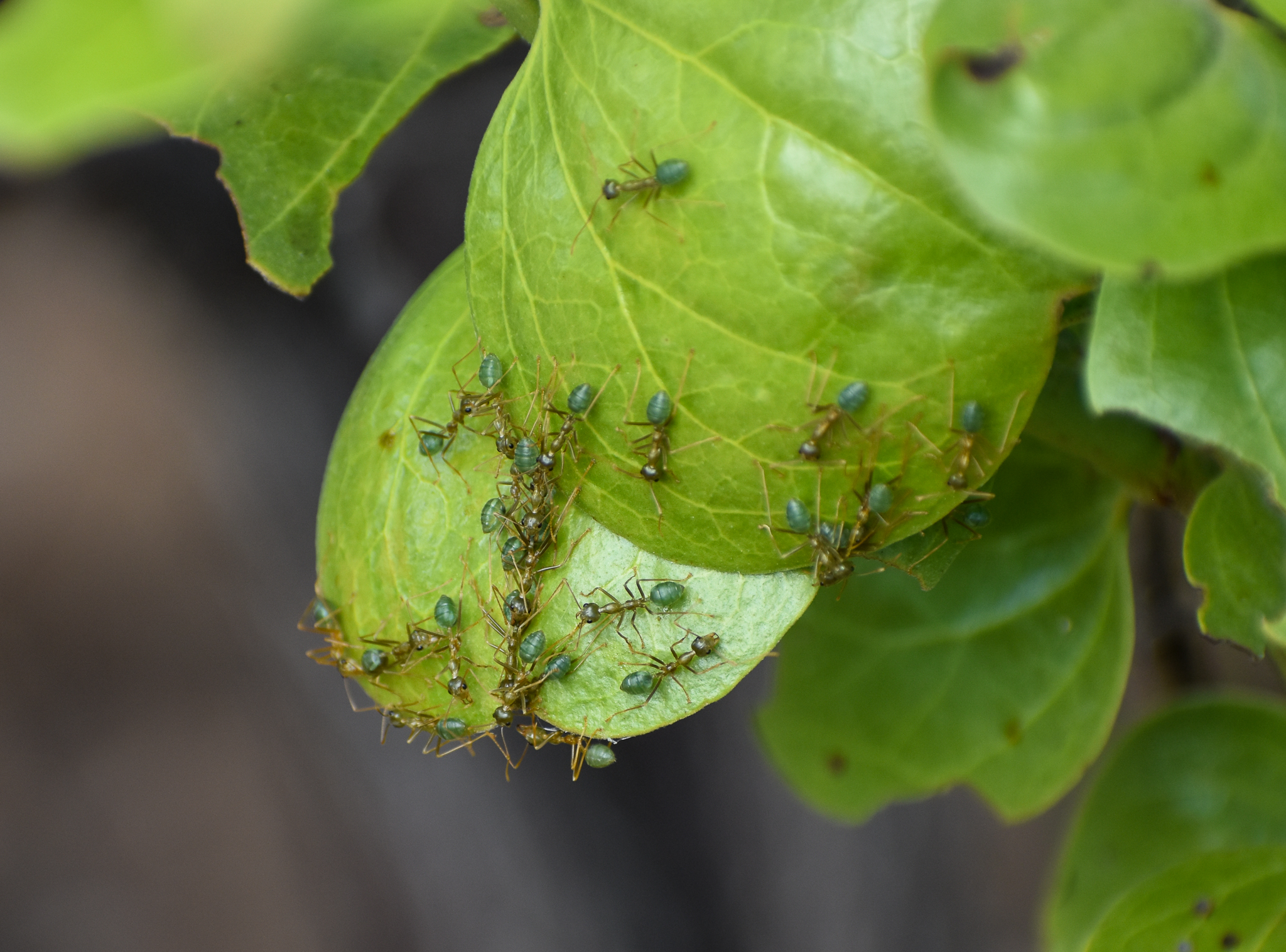 Green Tree Ants