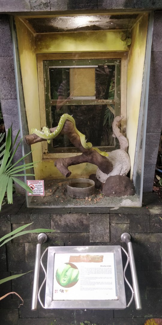 Green tree boa terraria