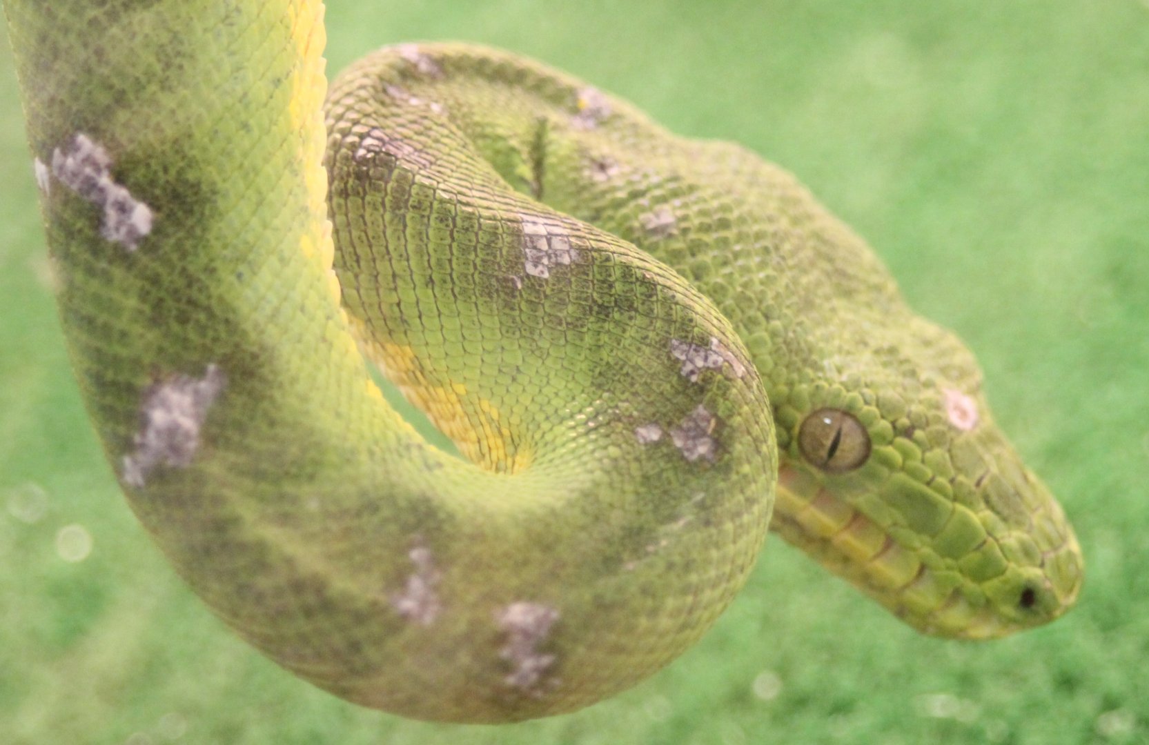 Green tree boa