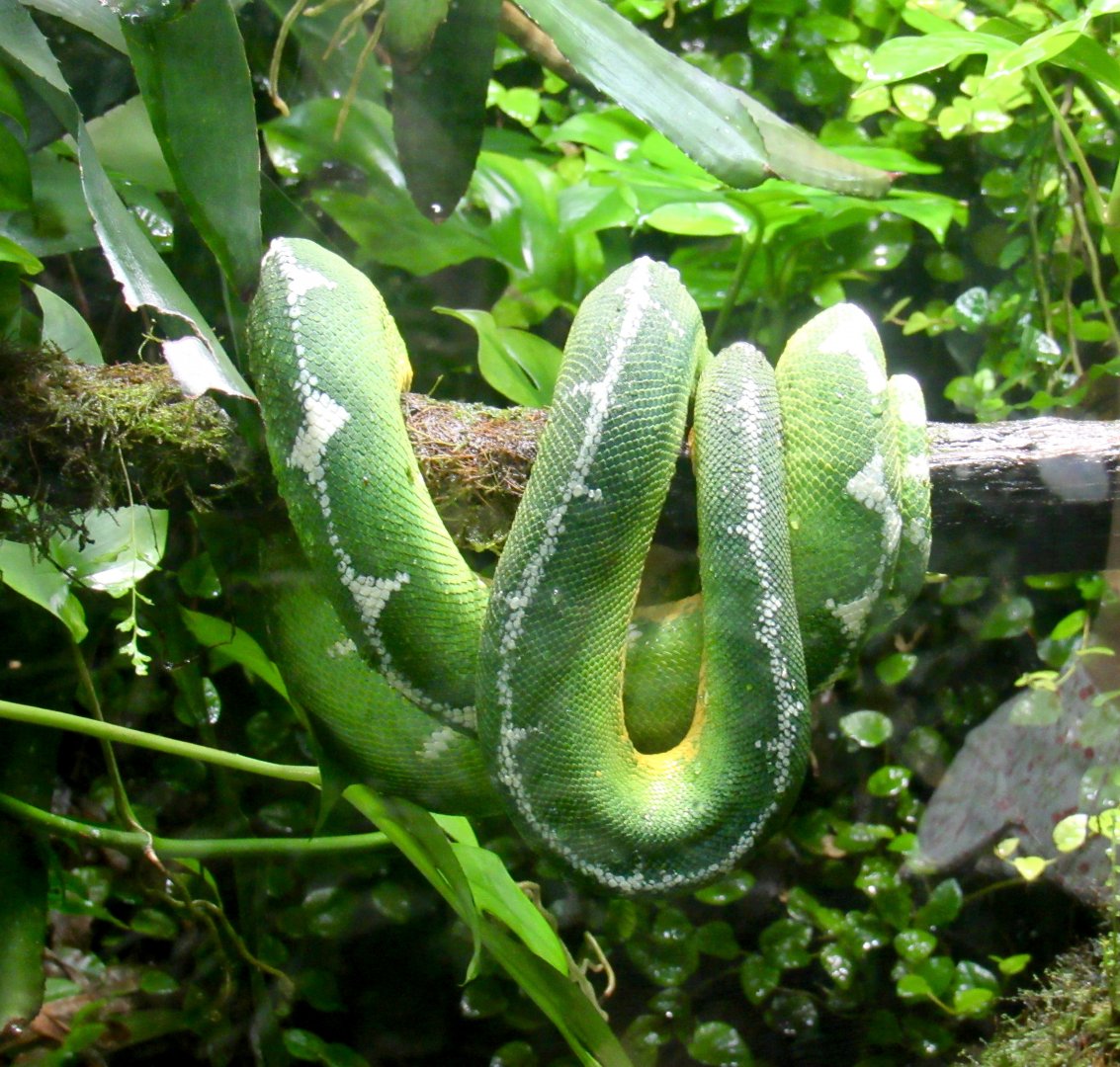 Green Tree Boa