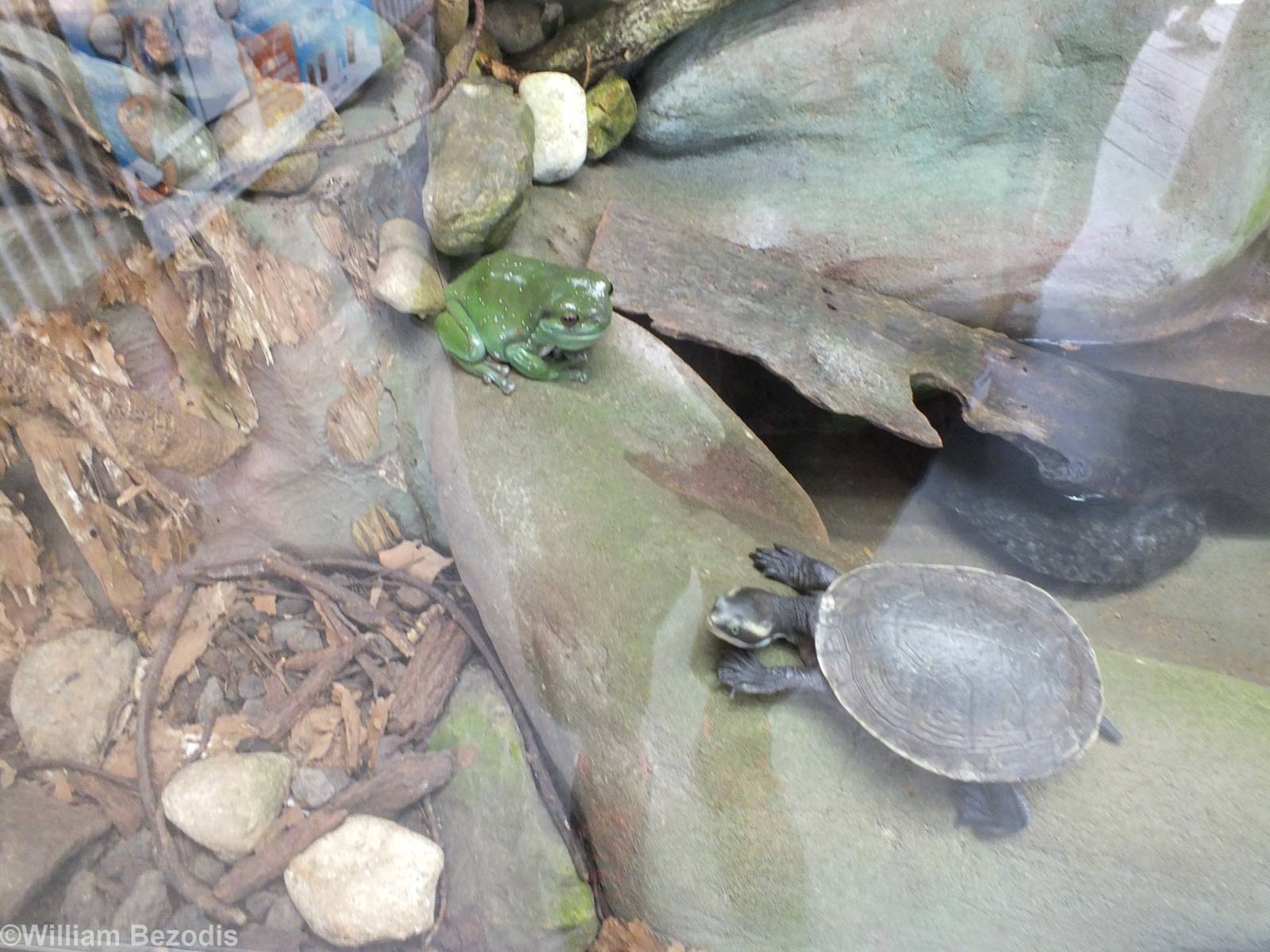 Green Tree Frog and Krefft's Turtle