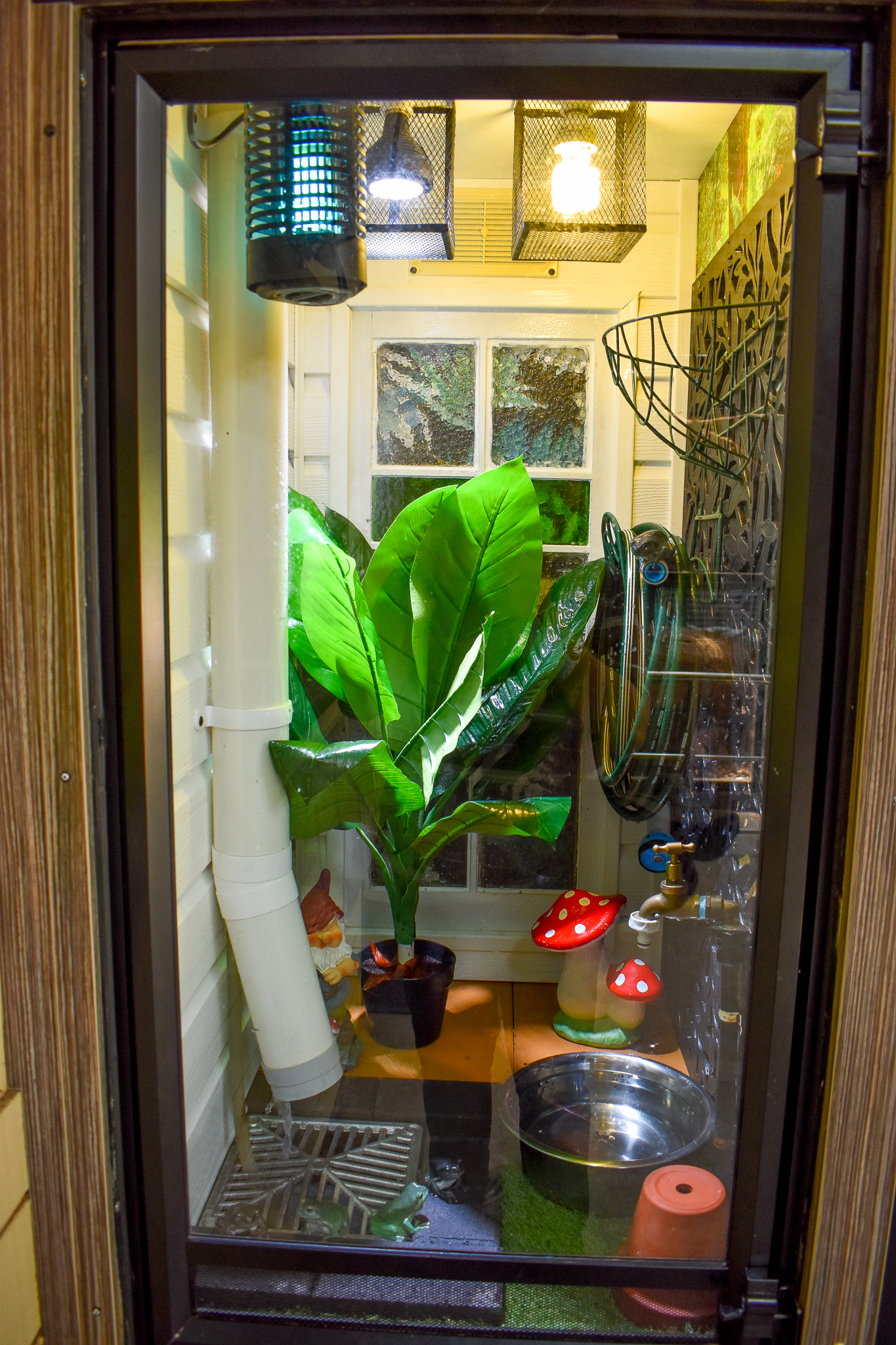 Green Tree Frog Enclosure