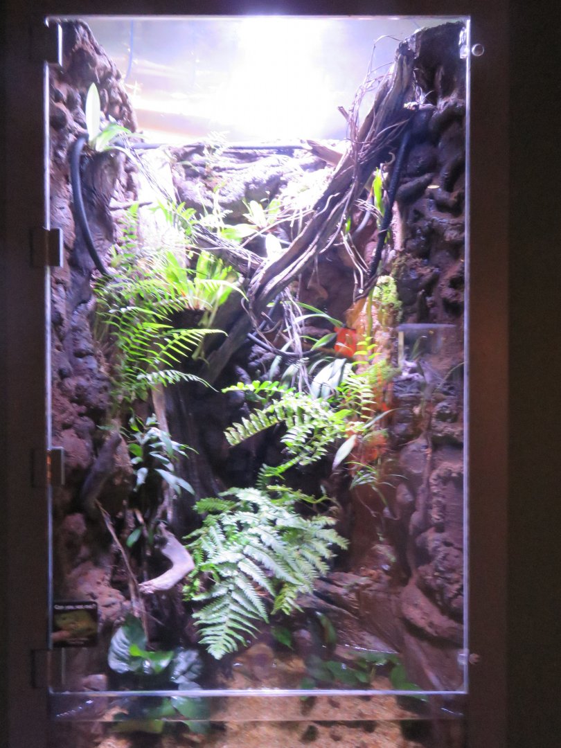 Green Tree Frog Exhibit