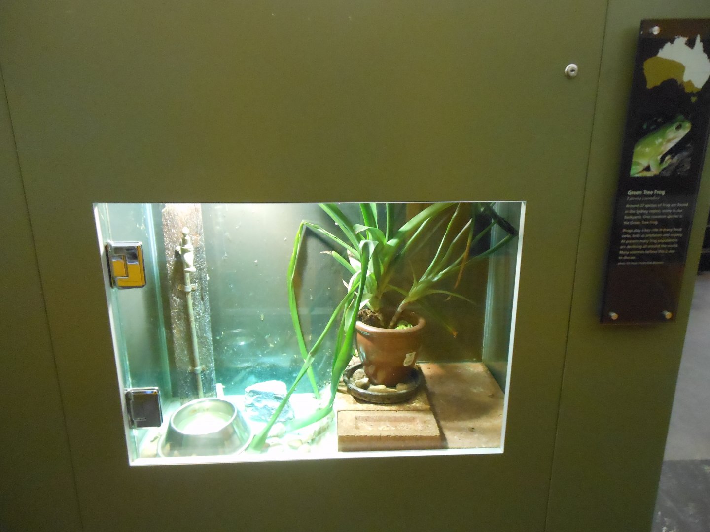 Green Tree Frog exhibit