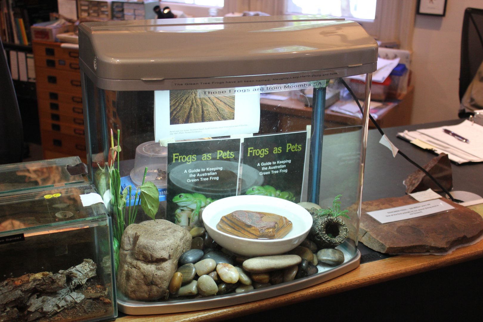 Green Tree Frog exhibit