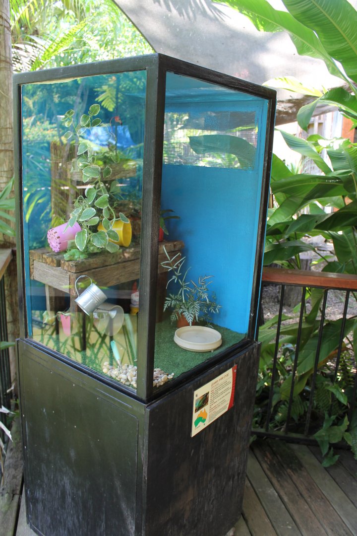 Green Tree Frog exhibit