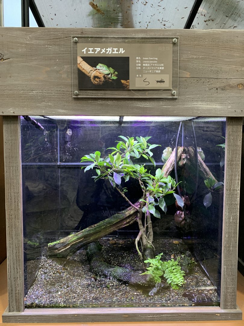 Green Tree Frog Exhibit