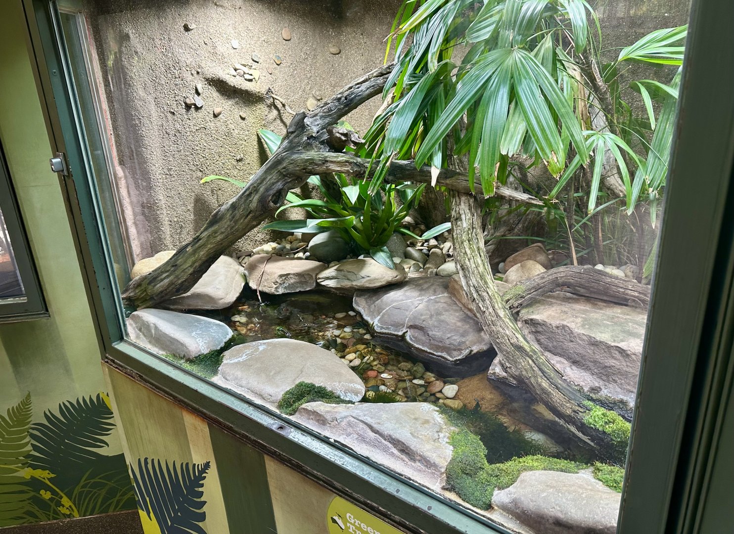 Green Tree Frog Exhibit