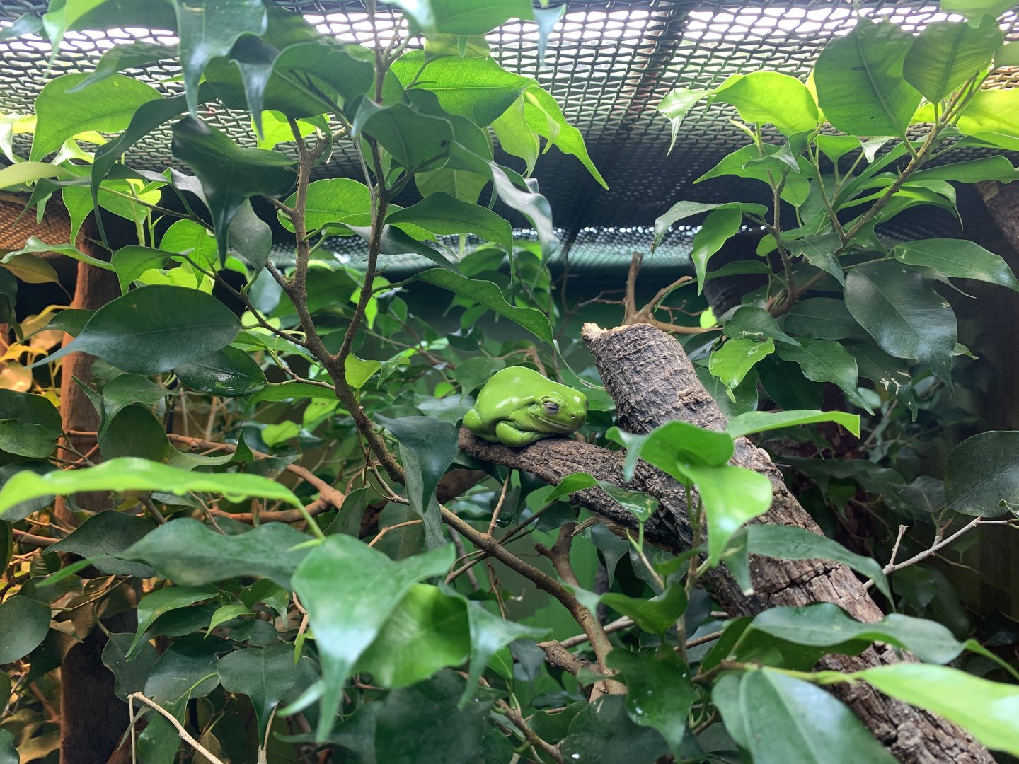 Green Tree Frog (Forest Harvest)