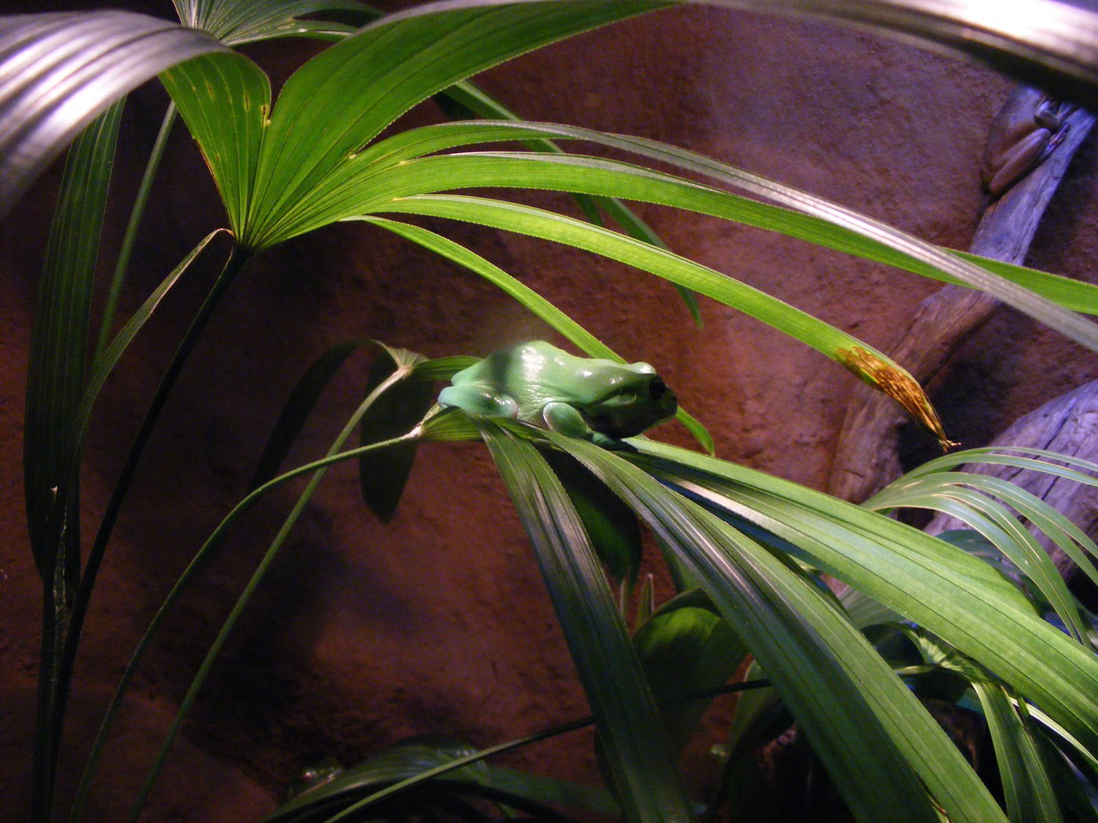 Green Tree-frog, Frog House - January, 2010