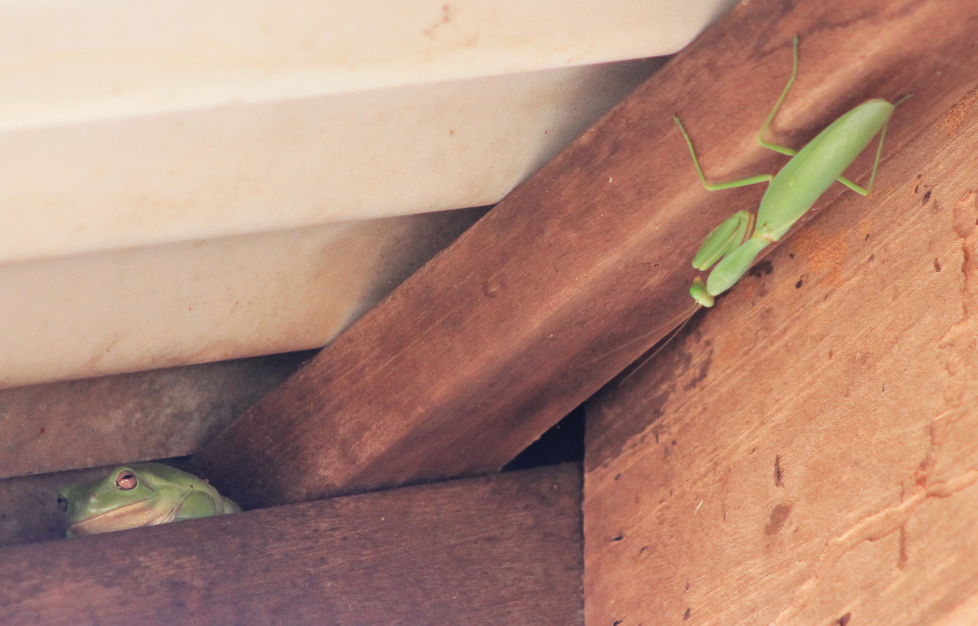 Green Tree Frog (Litoria caerulea) and giant mantis