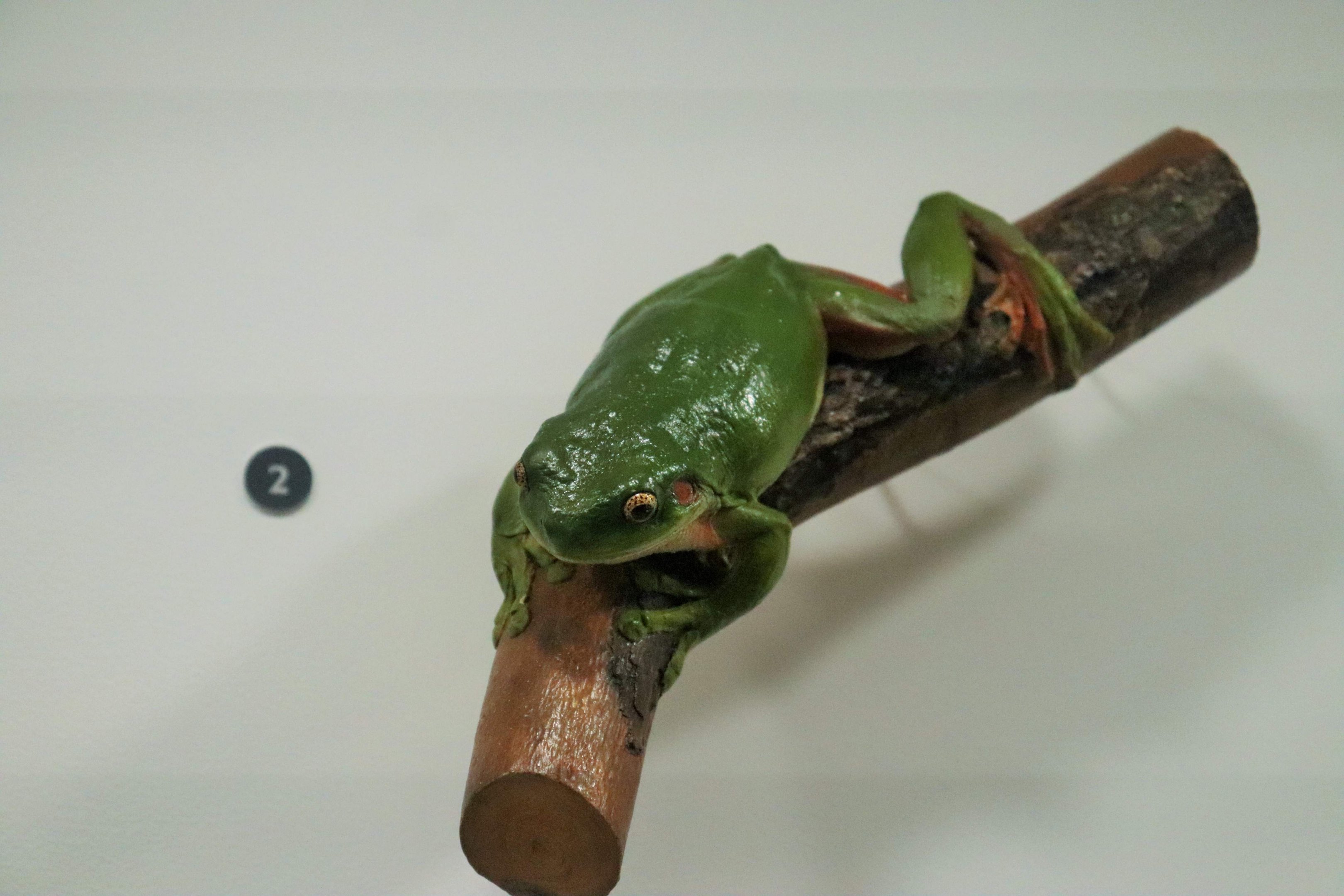 Green Tree Frog (Litoria caerulea)