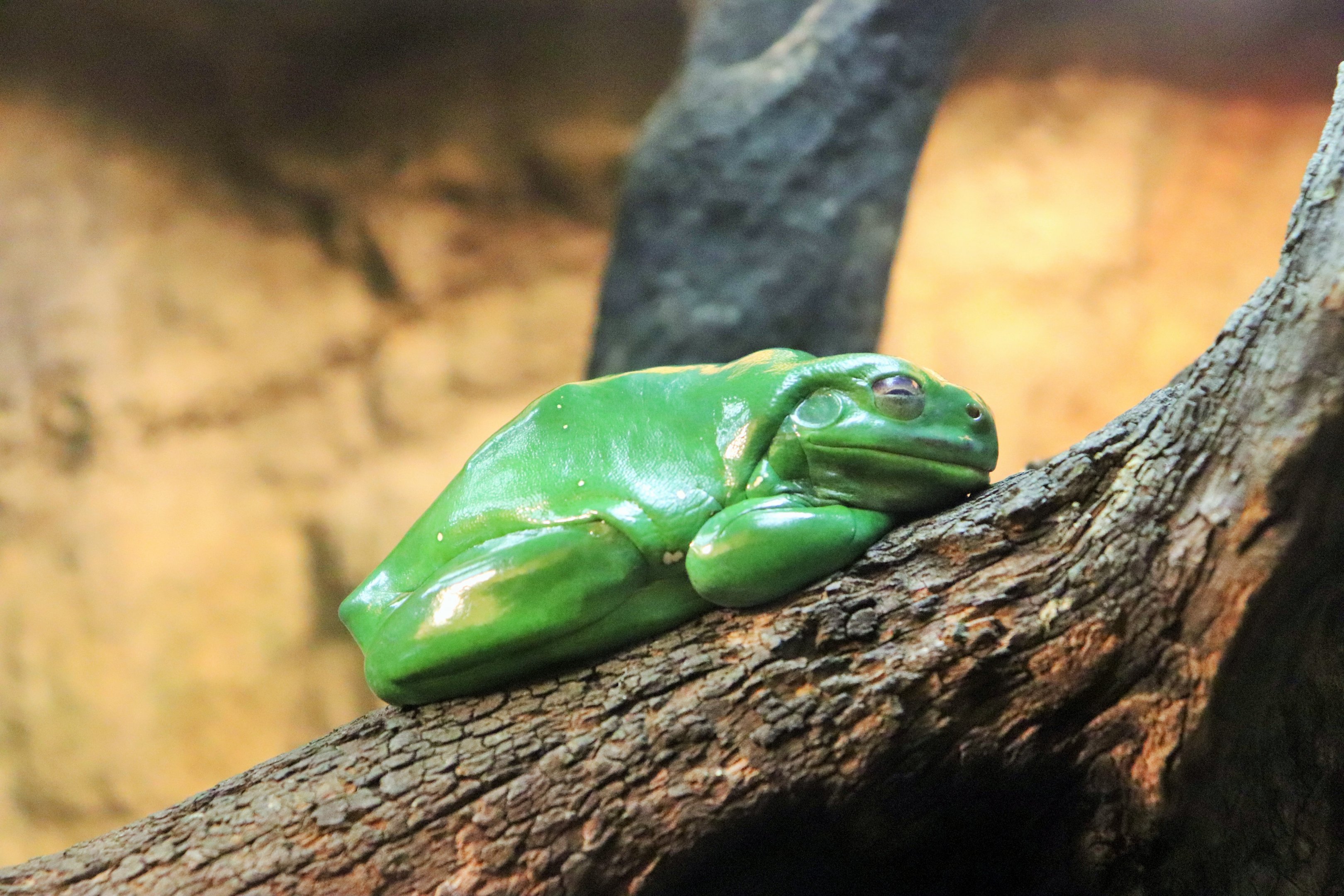 Green Tree Frog (Litoria caerulea)
