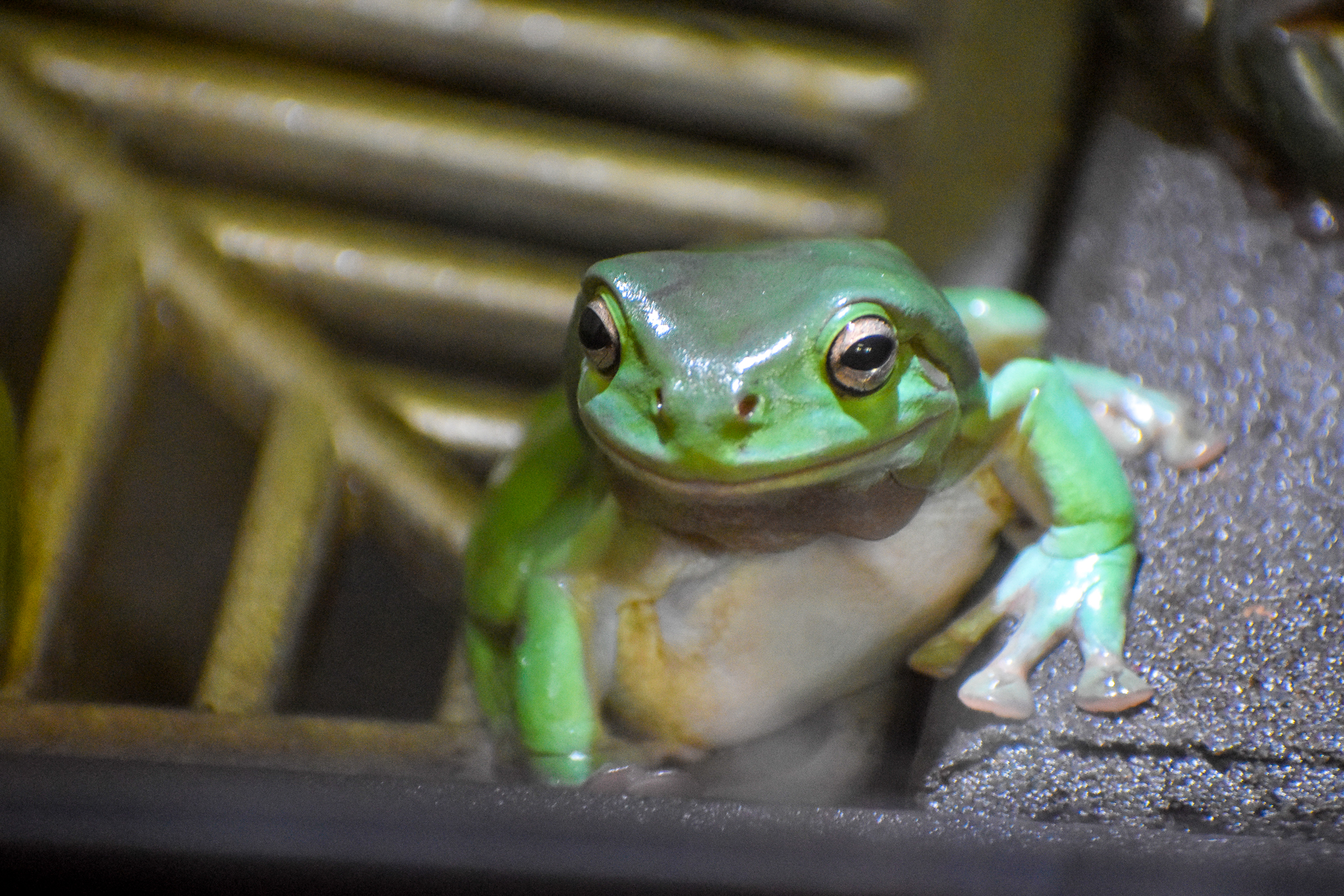 Green Tree Frog (Litoria caerulea)