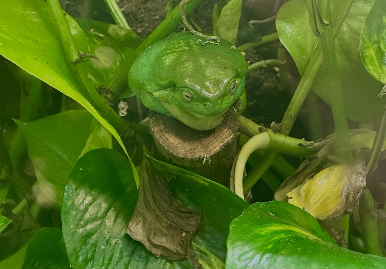 Green tree frog (Litoria caerulea)