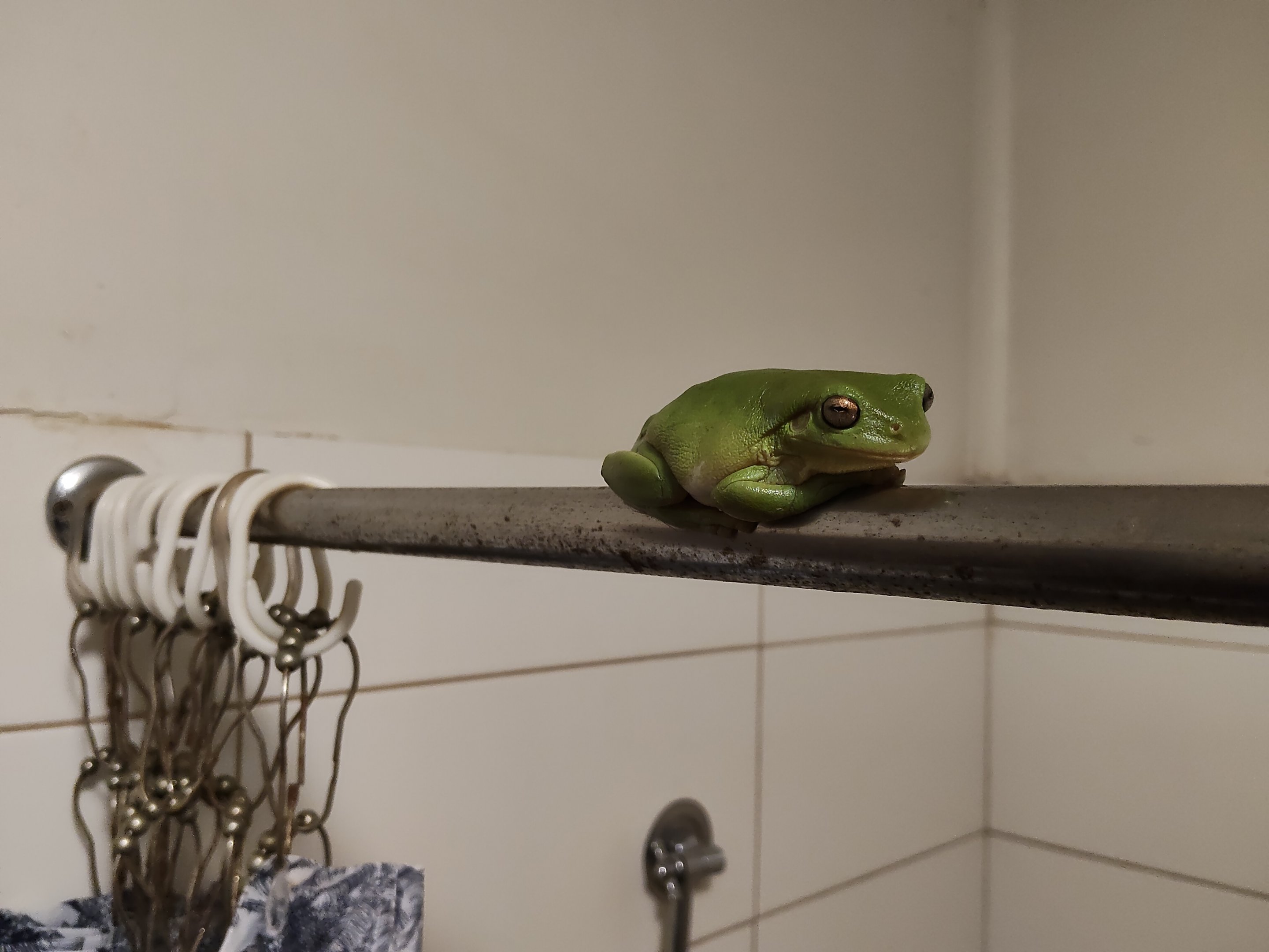 Green Tree Frog (Litoria caerulea)
