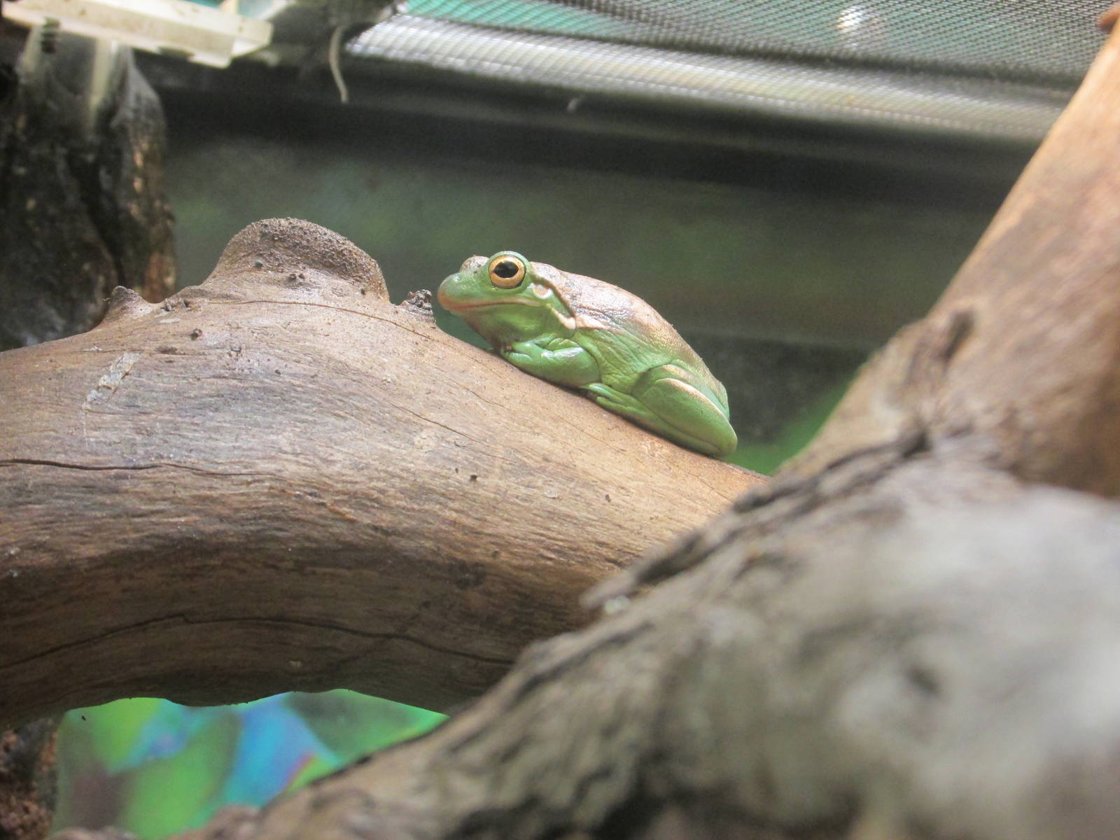 green tree frog lpz