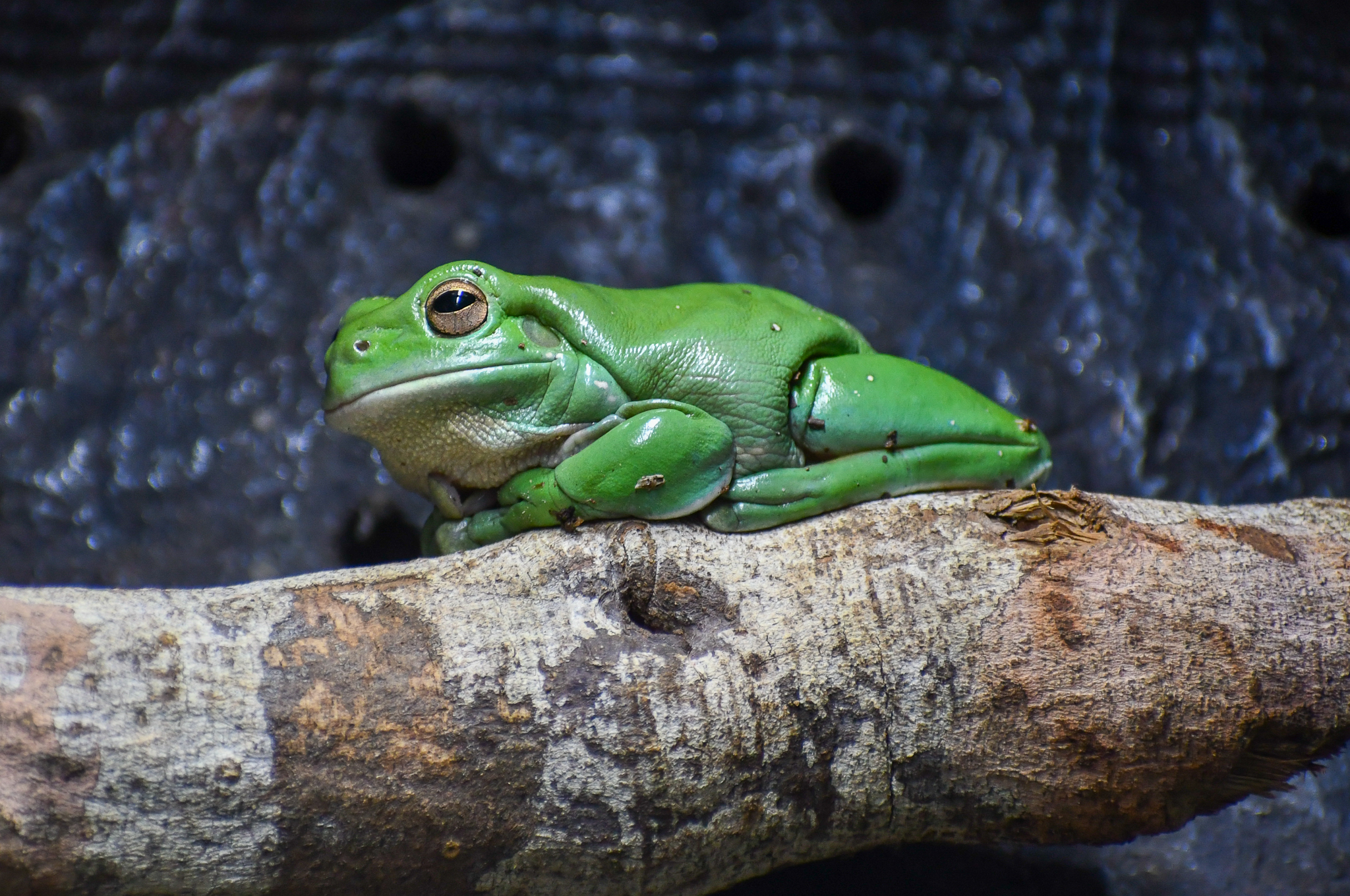 Green Tree Frog (new species)