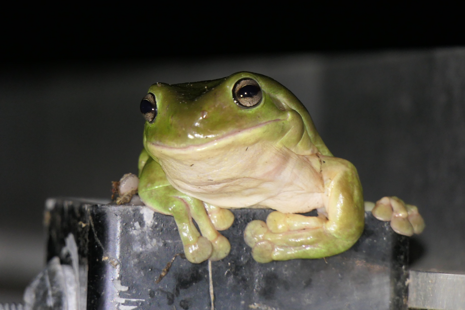 Green Tree Frog (Pelodryas caerulea)