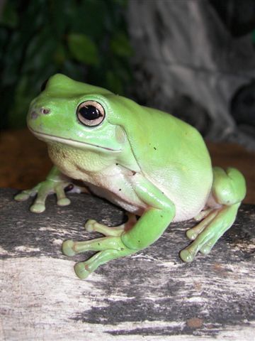 Green Tree Frog