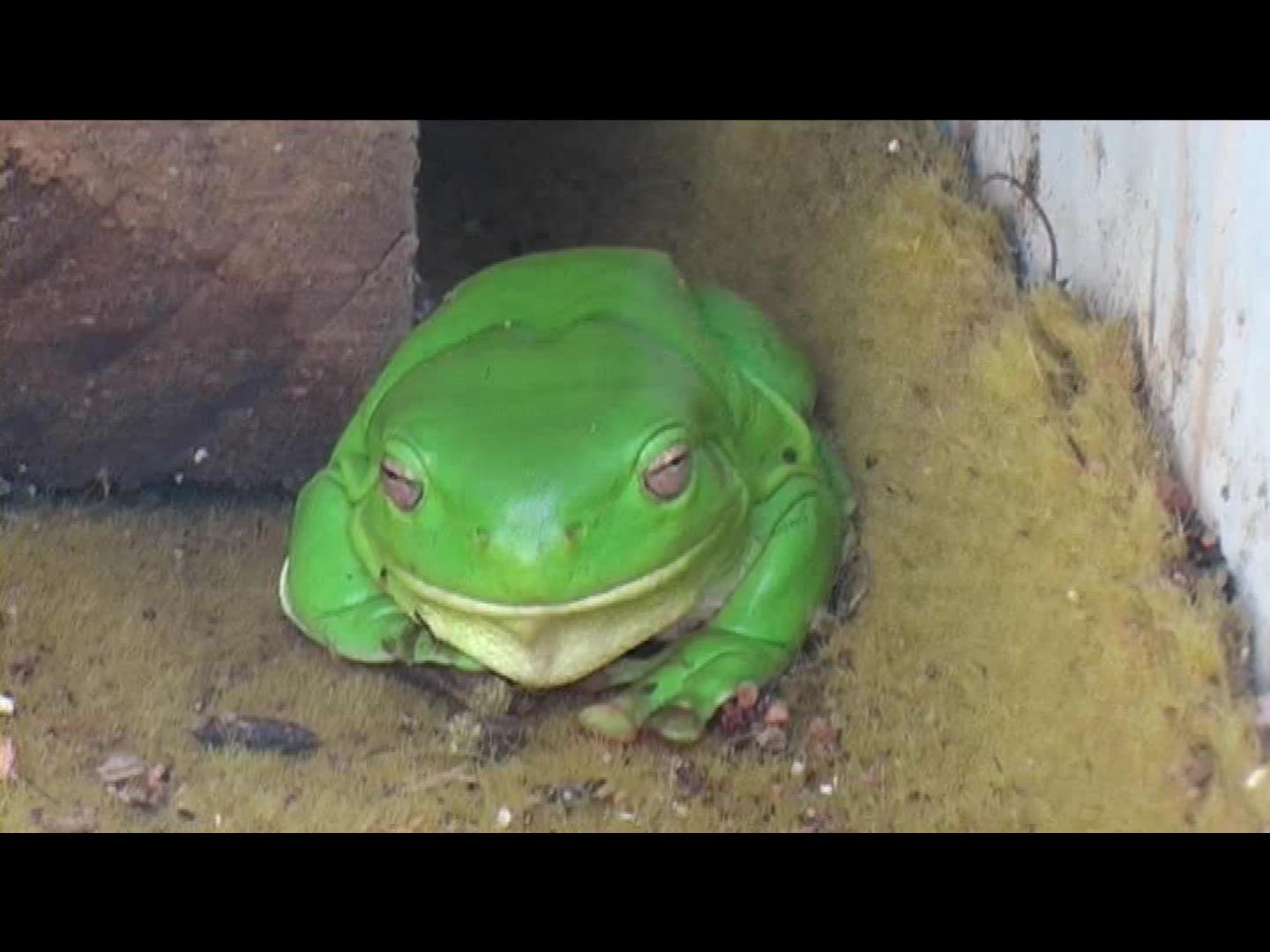 Green tree frog