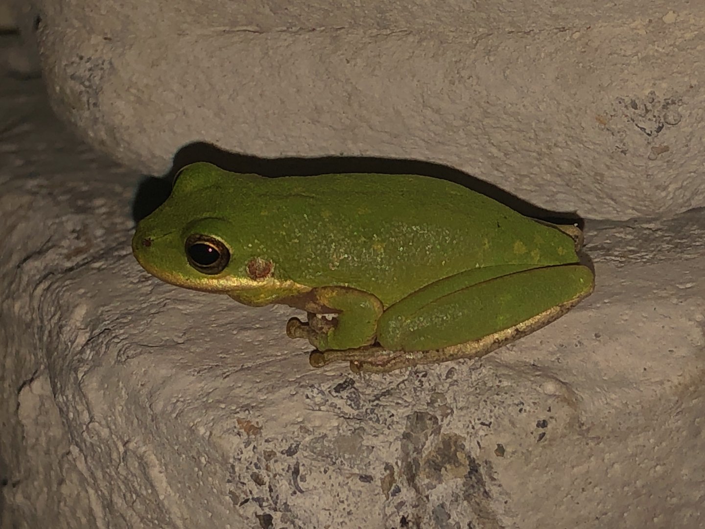 Green Tree Frog