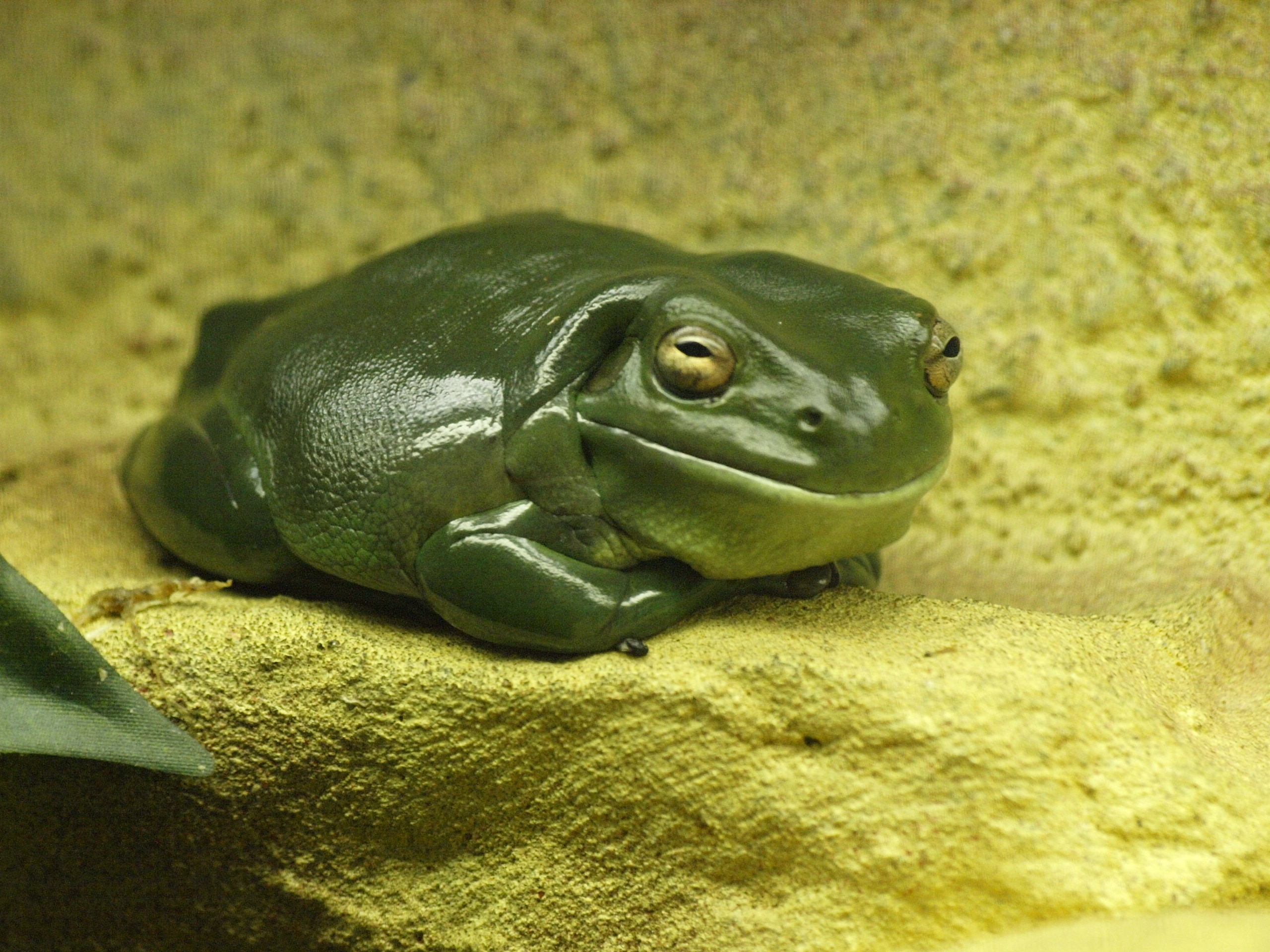 Green Tree frog