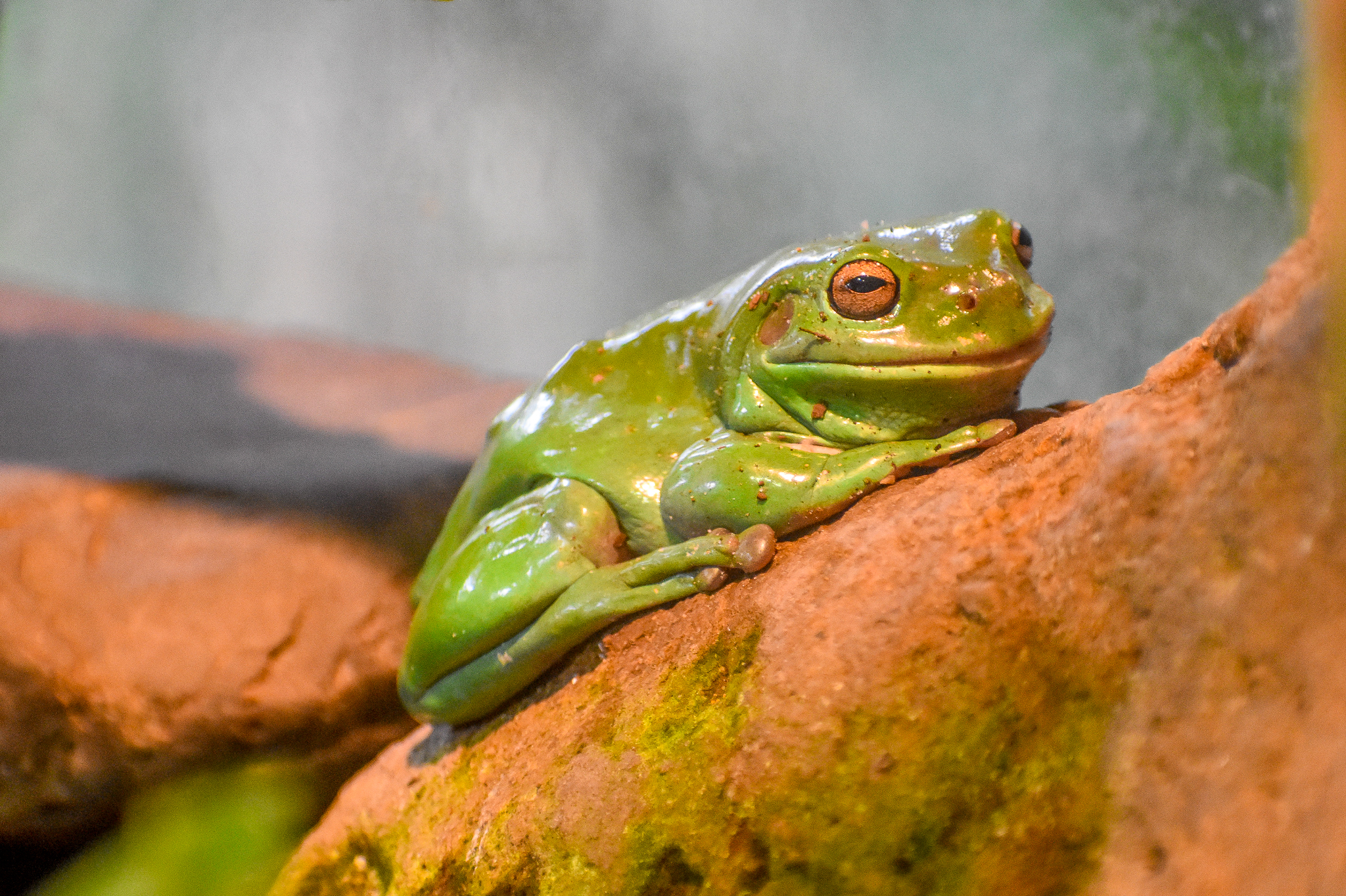 Green Tree Frog