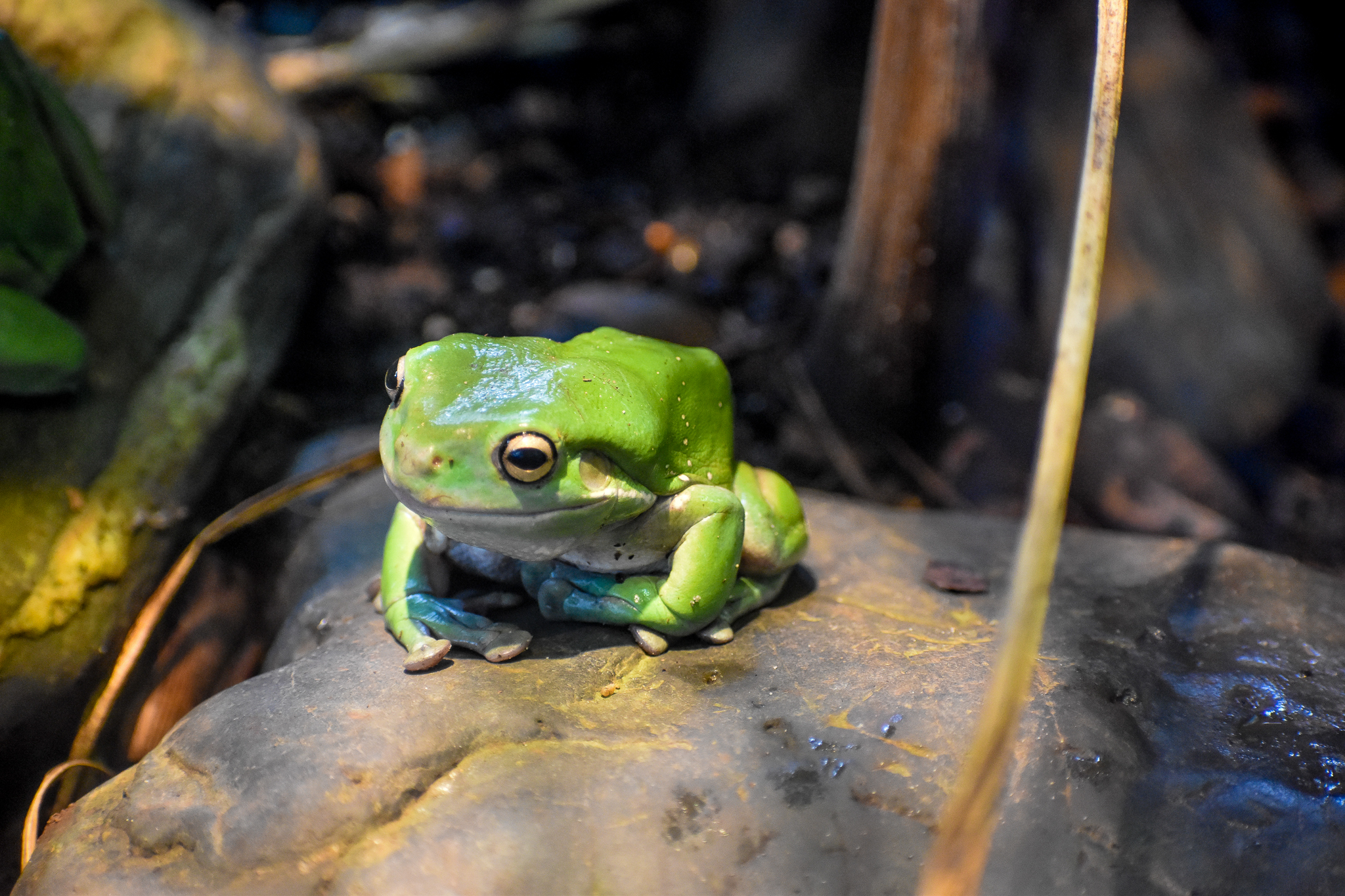 Green Tree Frog