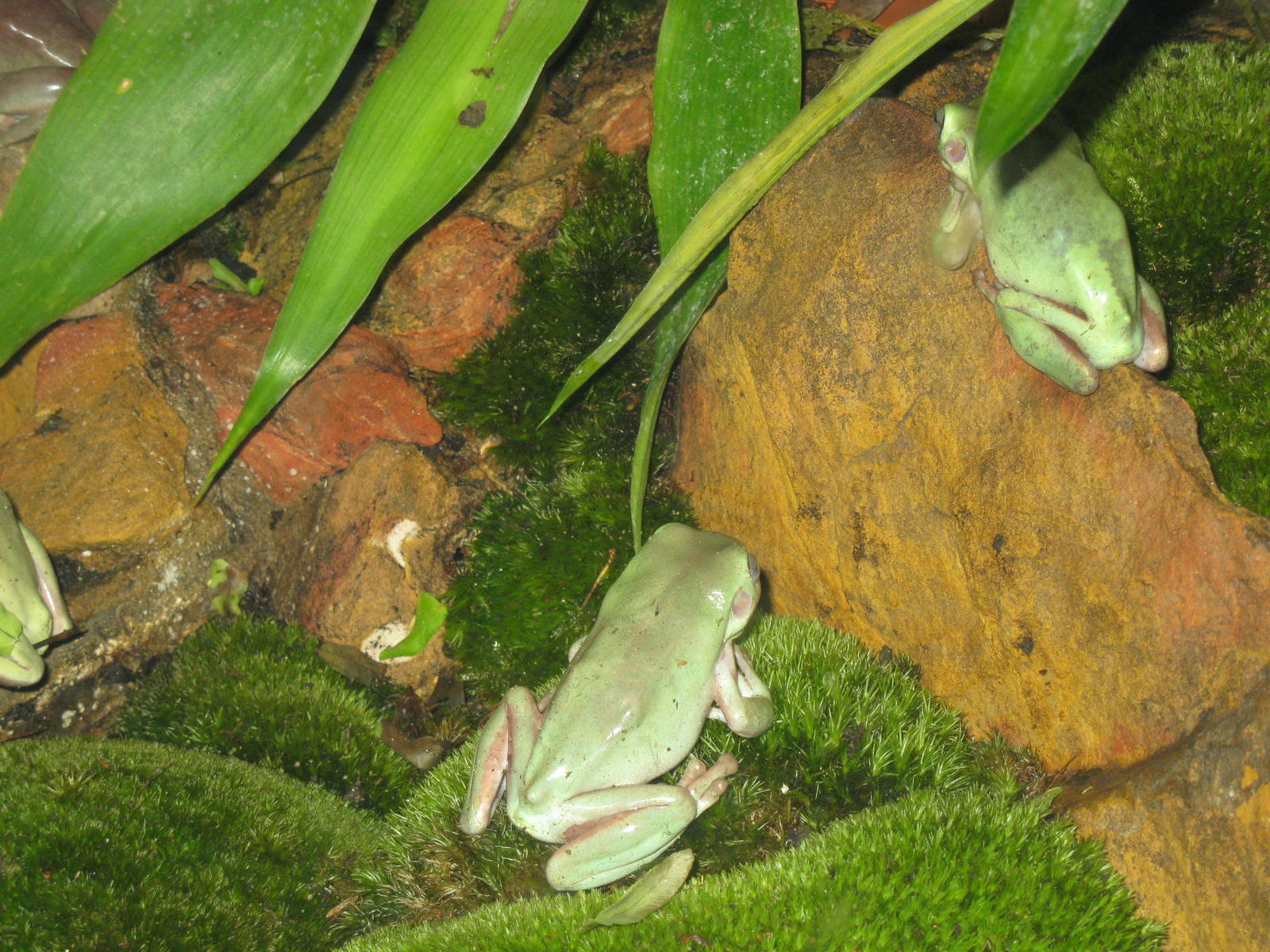 Green Tree Frogs