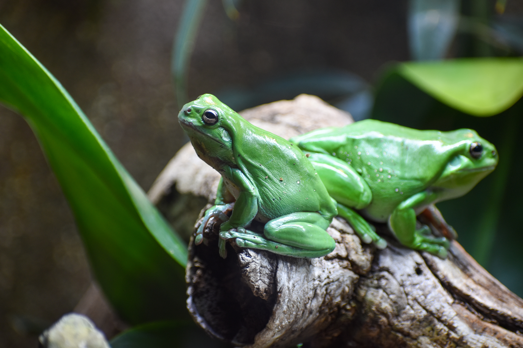 Green Tree Frogs
