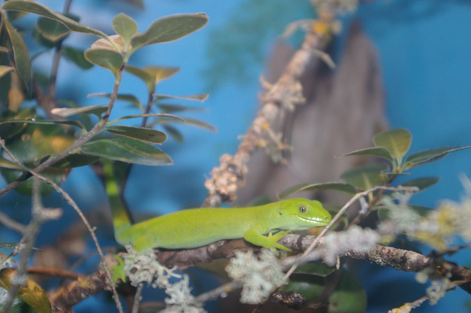 green tree gecko (Naultinus elegans)