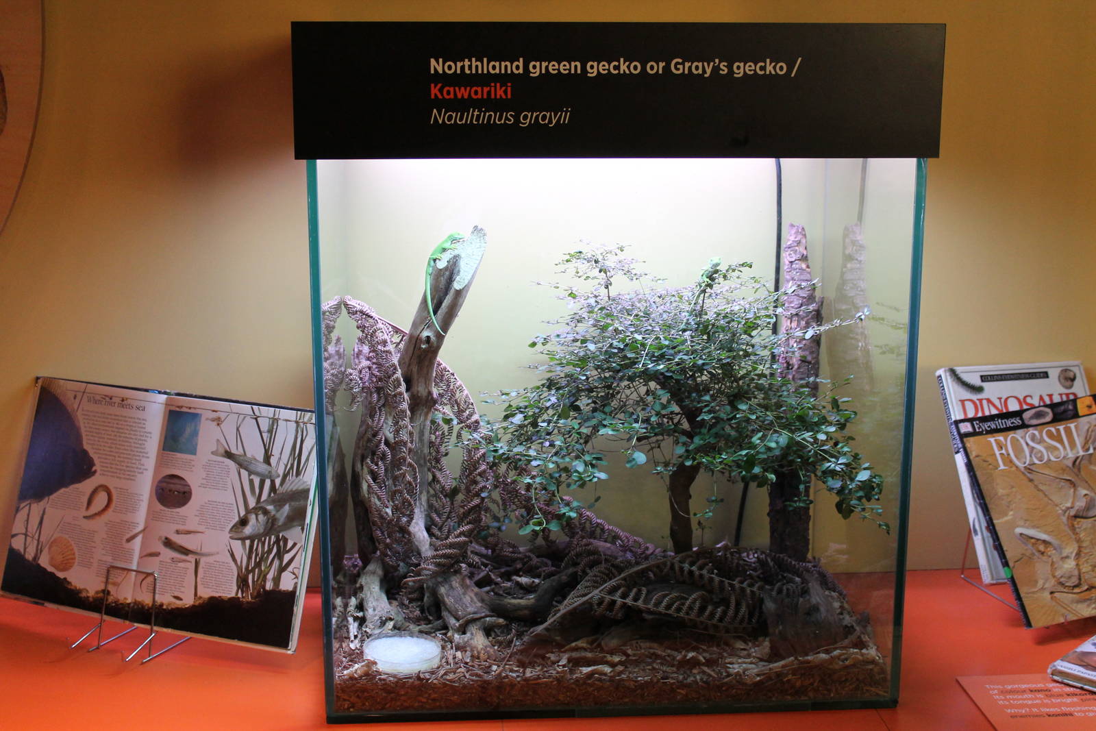 green tree gecko tank