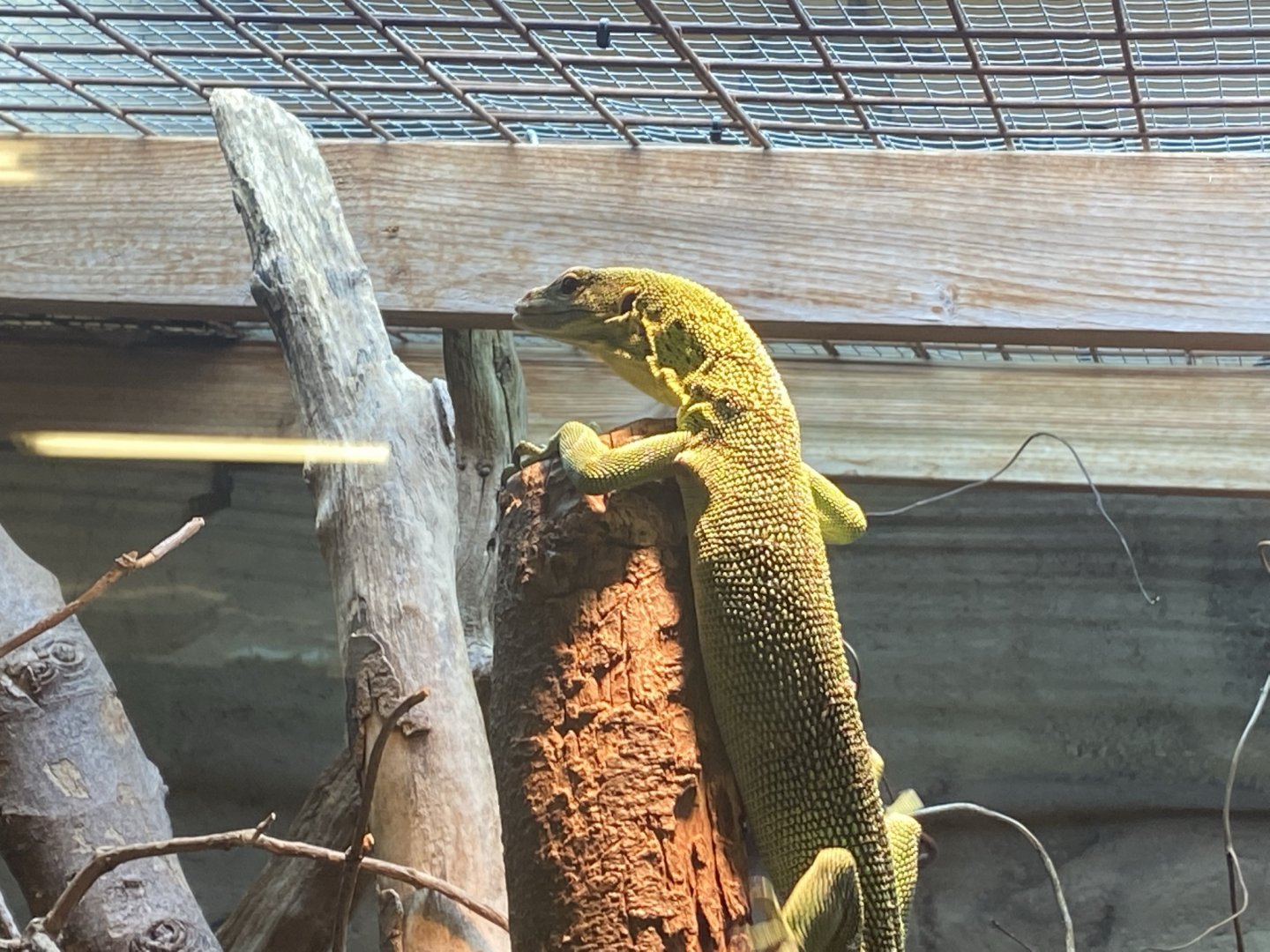 Green tree monitor 020821