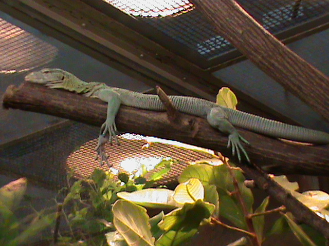 Green tree monitor 061110