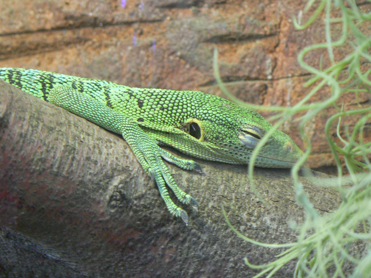 Green Tree Monitor - 10 April 2017