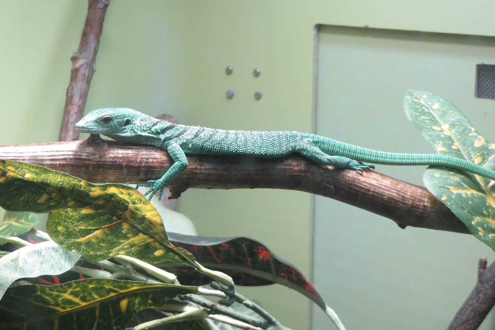 green tree monitor 201013