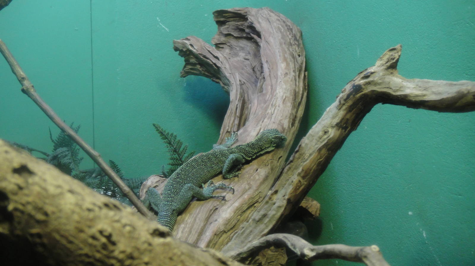 Green tree monitor at Bronx zoo 2014-12-29