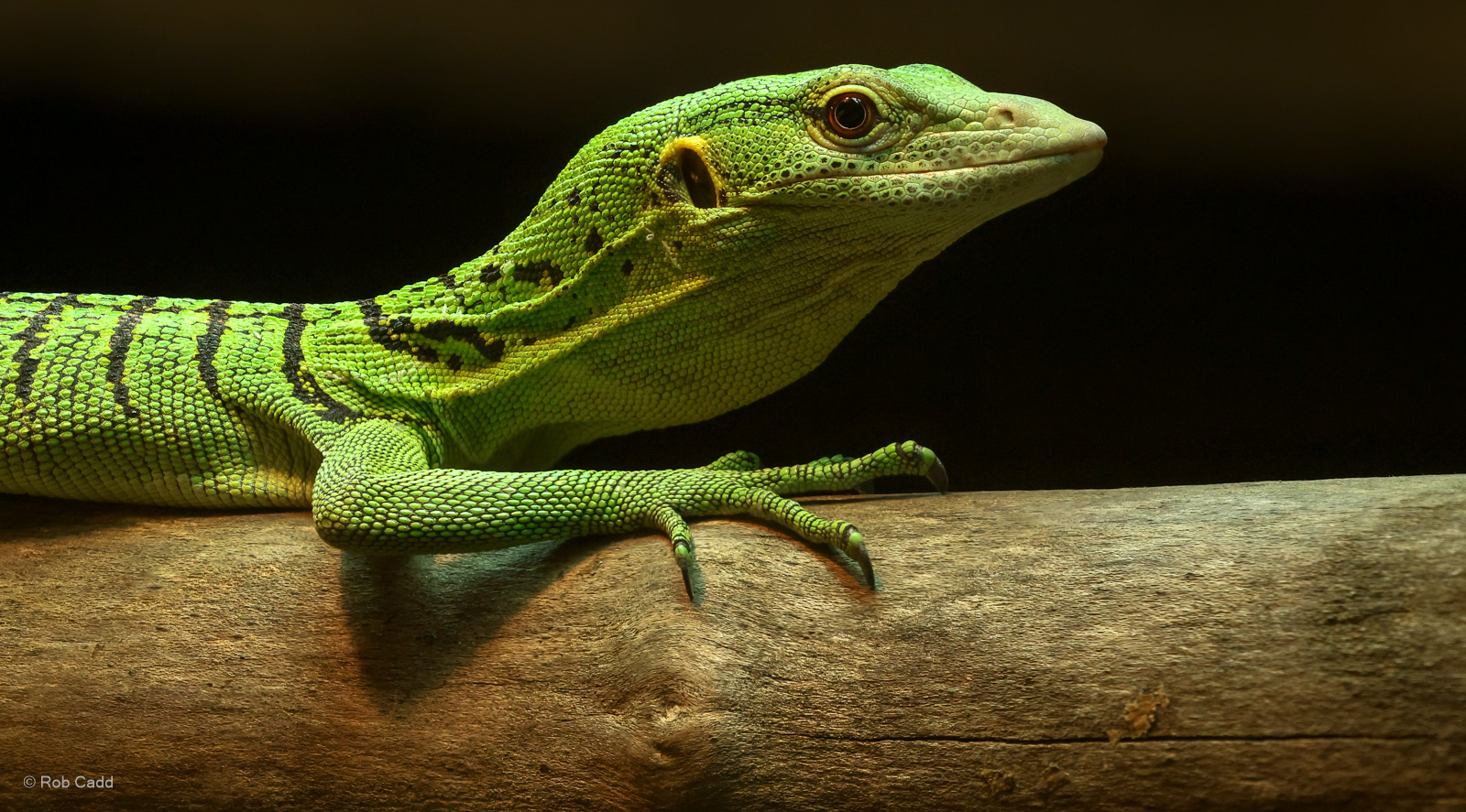 Green tree monitor : Crocodiles of the World : 01 Jun 2024