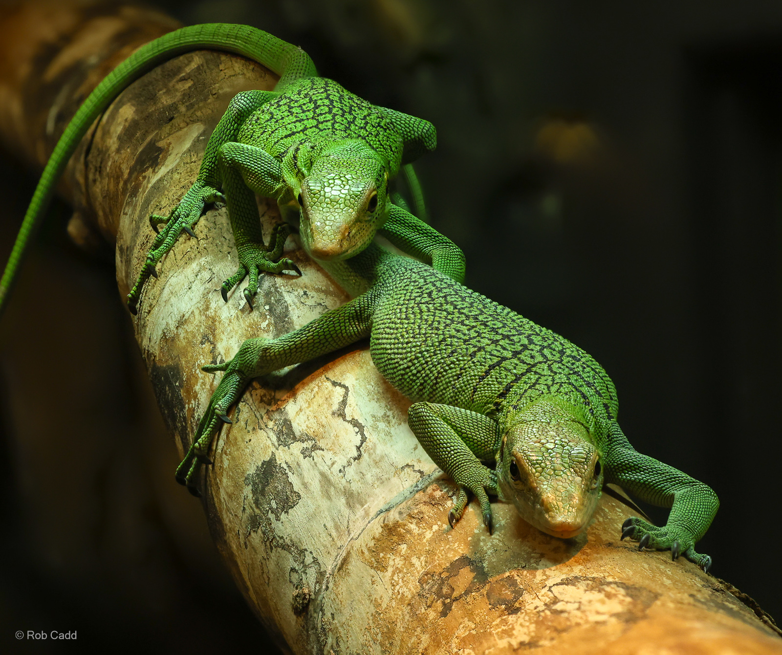 Green tree monitor : Crocodiles of the World : 07 Jun 2024