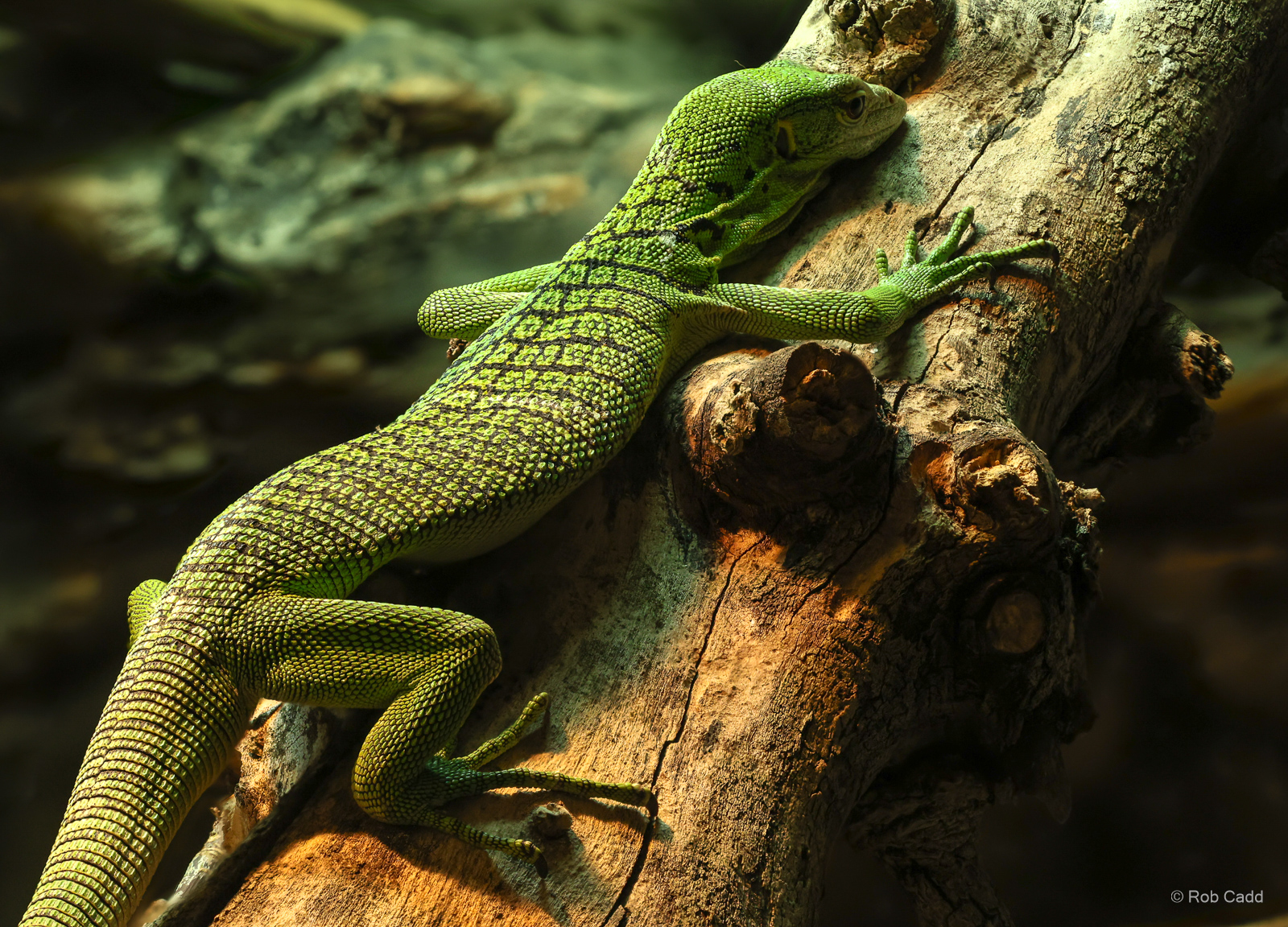 Green tree monitor : Crocodiles of the World : 07 Jun 2024