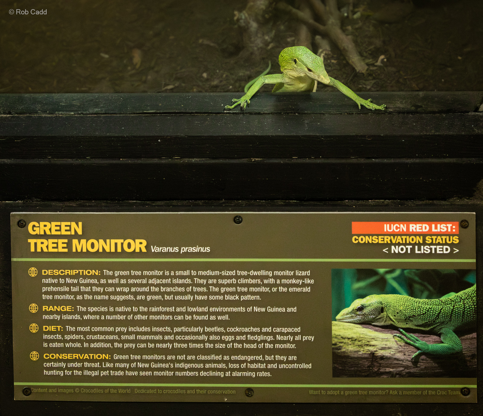 Green tree monitor : Crocodiles of the World : 07 Jun 2024