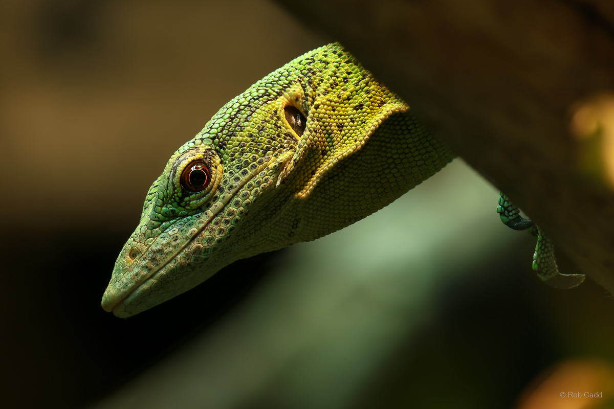 Green tree monitor : Crocodiles of the World : 20 Jun 2025