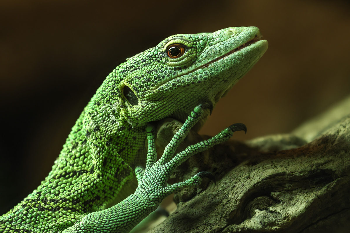 Green tree monitor : Crocodiles of the World : 23 Aug 2025